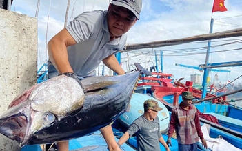 Cá ngừ Việt Nam chưa hết khó tại Mỹ