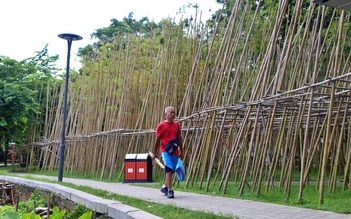 Nhiều cây trúc 'chết đứng' bên hồ Trúc Bạch