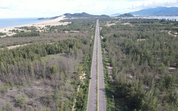 Gia Lai: Rừng dương chết hàng loạt, làng ven biển thấp thỏm trước gió cát