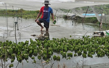 Mưa lớn gây ngập hàng ngàn mét vuông rau màu ở TP.HCM, nông dân thiệt hại nặng
