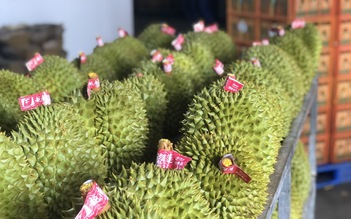 Xuất khẩu rau quả tăng vọt, đạt kỷ lục 1,3 tỉ USD chỉ trong 20 ngày