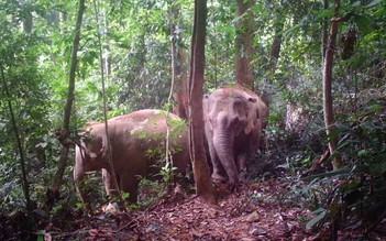 Cấp thiết bảo tồn voi: Ngăn chặn suy giảm số lượng và quần thể