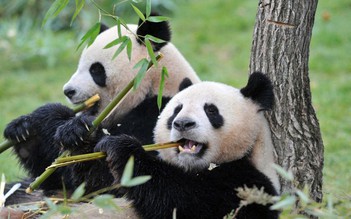 Pháp trả cặp gấu trúc về Trung Quốc dưỡng già