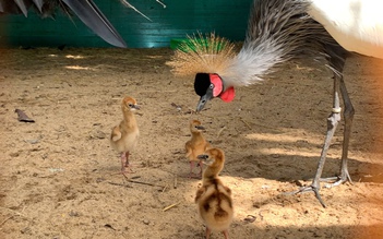 Sếu vương miện lần đầu đẻ trứng ở Thảo Cầm Viên: Tập tính sinh sản hiếm thấy