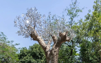 Mở rộng quảng trường bằng chiều sâu văn hóa