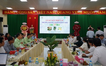 Xoài cát mới từ giống xoài Mỹ và Hòa Lộc chuẩn bị đưa ra thị trường