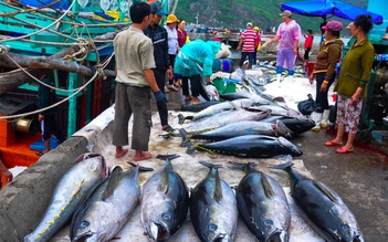 Nếu không sang Mỹ, cá ngừ VN sẽ đi đâu?