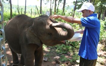 Cấp thiết bảo tồn voi: Nỗ lực tìm voi con 'nhân tạo'