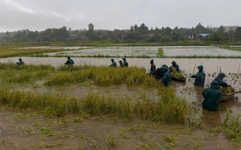 Ứng phó bão số 10: Lực lượng quân đội ở Quảng Trị gặt lúa giúp dân