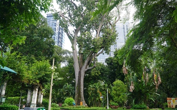 Thảo Cầm Viên có cây xà cừ 160 tuổi, cao 62 m lớn nhất Việt Nam