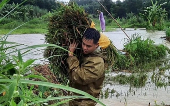 Bão số 10: Công an 'chạy đua' thời gian, dầm mưa giúp người dân cắt lúa