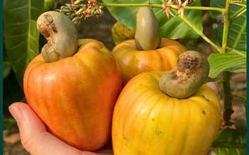 Nhóm học sinh làm ra thạch thơm ngon từ trái điều