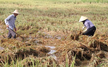 Nước mắt nông dân rơi sau bão
