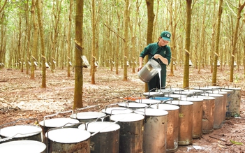 VRG đáp ứng EUDR, tiên phong chứng nhận cao su phát thải thấp