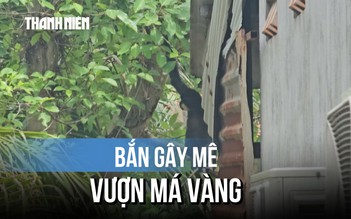 Bắn gây mê vượn má vàng quý hiếm đang leo trèo trong nhà dân