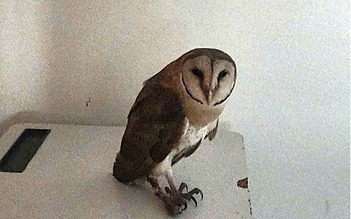 Chim cú lợn mắc lưới được giải cứu: 'Chúc bé sớm lành vết thương'