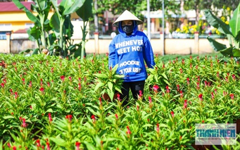 Làng hoa Gia Kiệm rộn ràng vụ tết: 3 thế hệ chăm hoa đón xuân