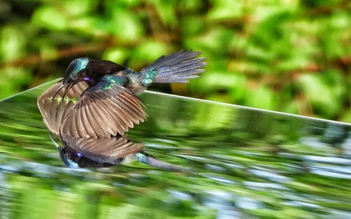 Săn ảnh độc lạ ở TP.HCM: Chim hút mật thấy mình trong gương, đánh nhau quyết liệt