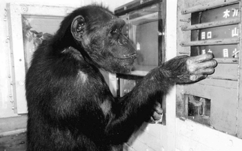 Nhật Bản vừa tổn thất một tinh tinh ở mức độ 'thiên tài'