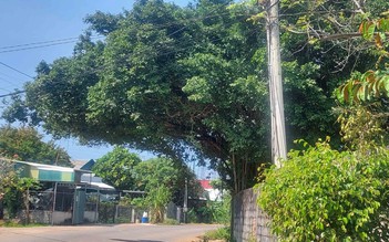 Tán cây mất an toàn