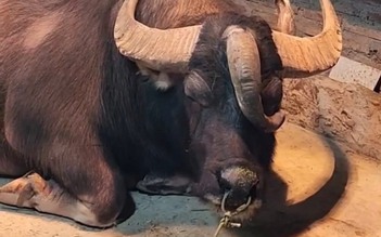 Trâu 3 sừng hiếm gặp ở Tuyên Quang: Không phải cày bừa, được nuôi như thú cưng