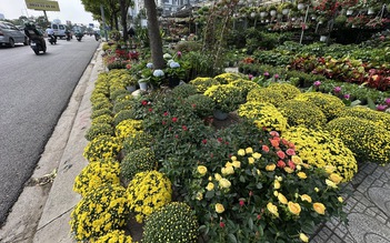 Bất ngờ giá hoa cúc mâm xôi giảm mạnh, vì sao?