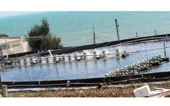 Dừng dự án 'tôm Bình Thuận' người nuôi tôm ảnh hưởng không?