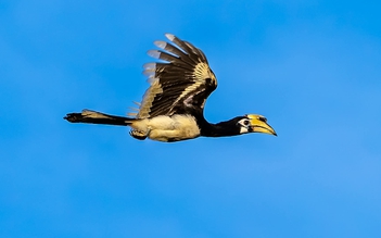 Khoảnh khắc chim hồng hoàng sải cánh bay lượn giữa rừng Mã Đà