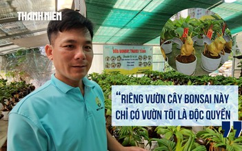Tết Bính Ngọ 2026: Độc đáo dừa bonsai tạo hình linh vật ngựa