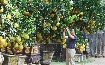 Bưởi Diễn 'nôn' Tết Nguyên đán: Cây trăm trái vừa vào TP.HCM đã có khách đặt