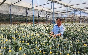 Lâm Đồng tăng tốc sản xuất rau, hoa phục vụ Tết Bính Ngọ 2026