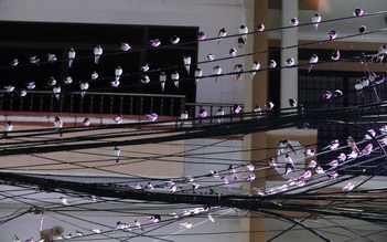 Hy hữu ở miền Tây: Hàng ngàn con chim én kéo về, người Cần Thơ chật vật