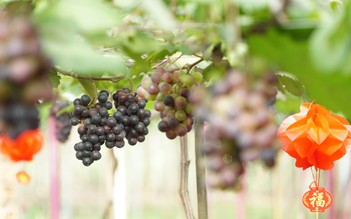 Vườn nho trĩu quả dưới chân núi Chứa Chan đón khách du xuân