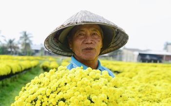 Hoa tết nở sớm, chủ vườn ở Chợ Lách bần thần khi khách trả giá 20.000 đồng/chậu