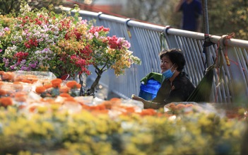 Chợ hoa tết Bình Đông 2026: Hơn 500 gian hàng, phố ông đồ có gì đặc biệt?