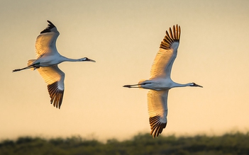 Nỗ lực bảo tồn sếu quý: Kinh nghiệm từ cuộc hồi sinh ngoạn mục ở Mỹ