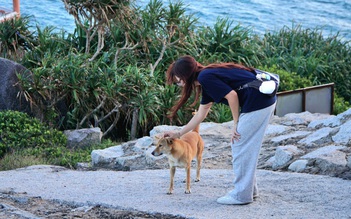 Chú chó Vàng ở Mũi Điện bất ngờ được du khách chấm 5 sao trên Google Maps