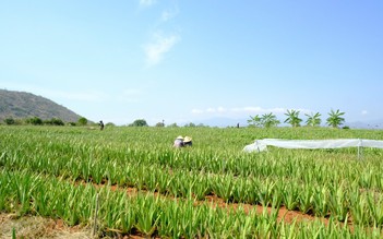 Cánh Đồng Việt dẫn đầu xu hướng nông nghiệp sạch và bền vững