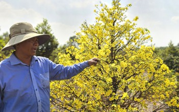 Làng mai Bình Lợi: Bí quyết xuống lá mai vàng giúp hoa nở đều dịp tết