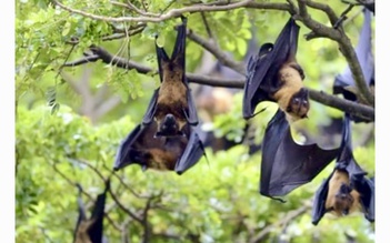 Bộ Y tế nhận định nguy cơ bệnh do virus Nipah xâm nhập