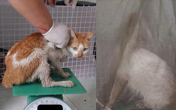 Công an TP.HCM tìm chủ nhân của 32 chó, mèo vừa được giải cứu