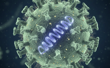 Lợn, bò, dê, trâu, chó, mèo đều có thể nhiễm virus Nipah