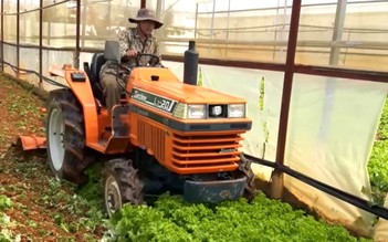 Từ sốt giá đến cày bỏ làm phân xanh: Nghịch lý rau Lâm Đồng chỉ trong một tháng