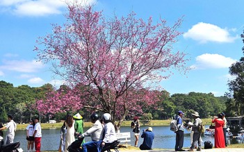 'Âm vang sắc hồng trên phố núi' Đà Lạt cuốn hút du khách