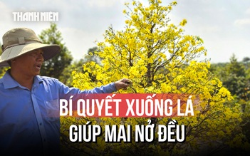 Nông dân làng mai vàng Bình Lợi vào vụ xuống lá, chuẩn bị mai Tết 2026