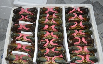 Cua Cà Mau tăng giá 'sốc', có loại 900.000 đồng/kg