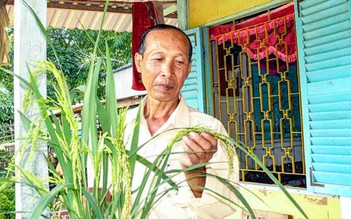 Hành trình hồi sinh gạo đỏ đặc sản miền Tây