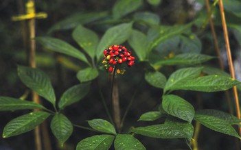 Sâm Ngọc Linh: Khi tinh hoa dược liệu Việt đồng hành cùng nhịp sống hiện đại