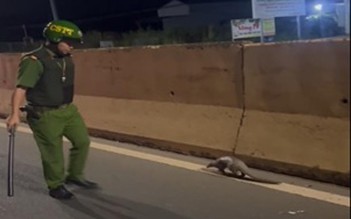Đồng Nai: Công an tuần tra, phát hiện động vật quý hiếm đang bò trên quốc lộ 13