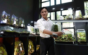 Bác sĩ đưa 'rừng nhiệt đới' vào lồng kính, xây dựng chuỗi terrarium lớn nhất Cần Thơ